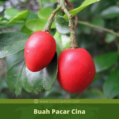 Buah Pacar Cina