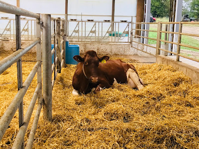 To Dairy or Not to Dairy in a Plant-Based World Weekly Wisdom To Dairy or Not to Dairy in a Plant-Based World Weekly Wisdom