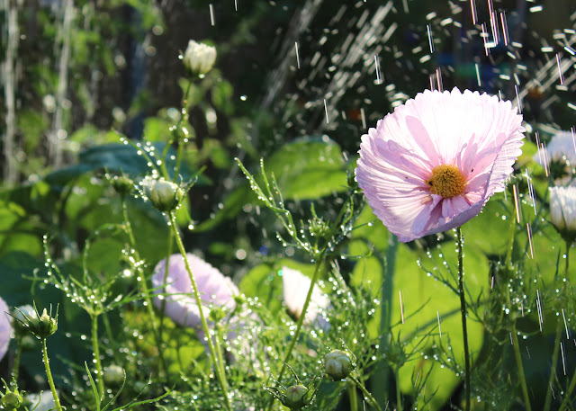 Cosmos Cupcake Blush - Flower Garden Cosmos Cupcake Blush - Flower Garden