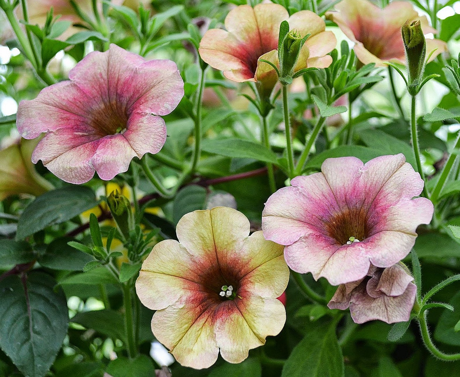 The Outlaw Gardener Vashon Island Part 3; Visiting Kathy's Corner Nursery