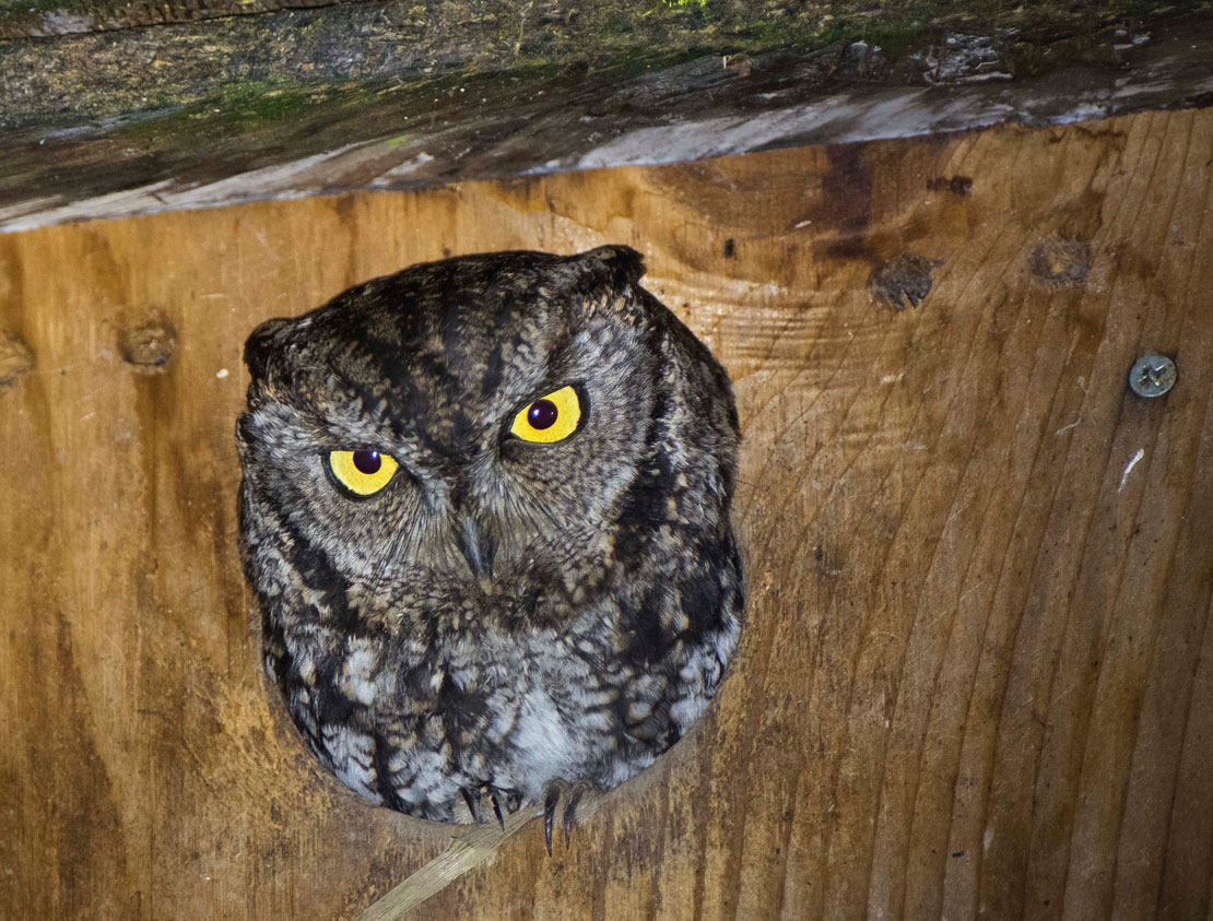 Robin Loznak Photography Screech owl nest box