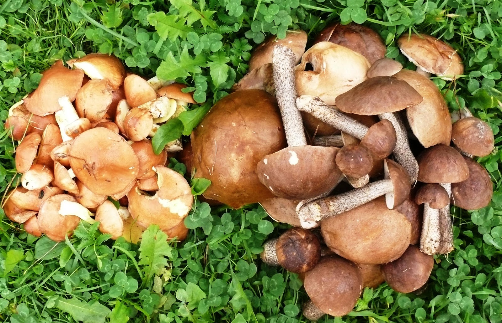 šis tas apie šį tą (326) Visiškai tarp kitko 2012ų rugpjūčio