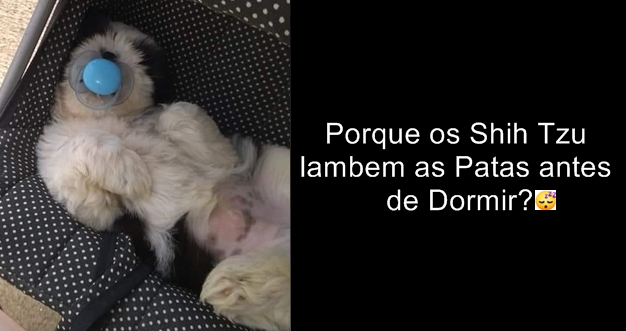 Porque os Shih Tzu lambem as Patas antes de Dormir?