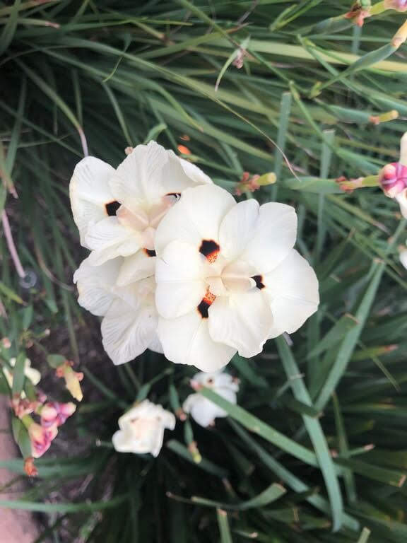 DIVAGAR SOBRE TUDO UM POUCO - Poemas, Flores, Pinturas, Férias: ? ...
