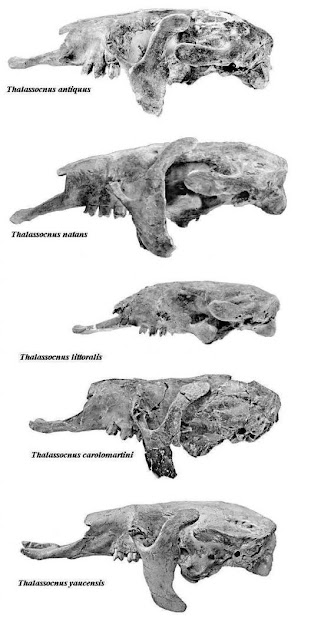 Thalassocnus skull