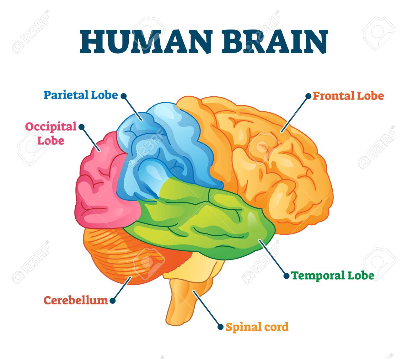 कैसे हुई हमे उनसे मोहब्बत - Role of main part of Body system ll