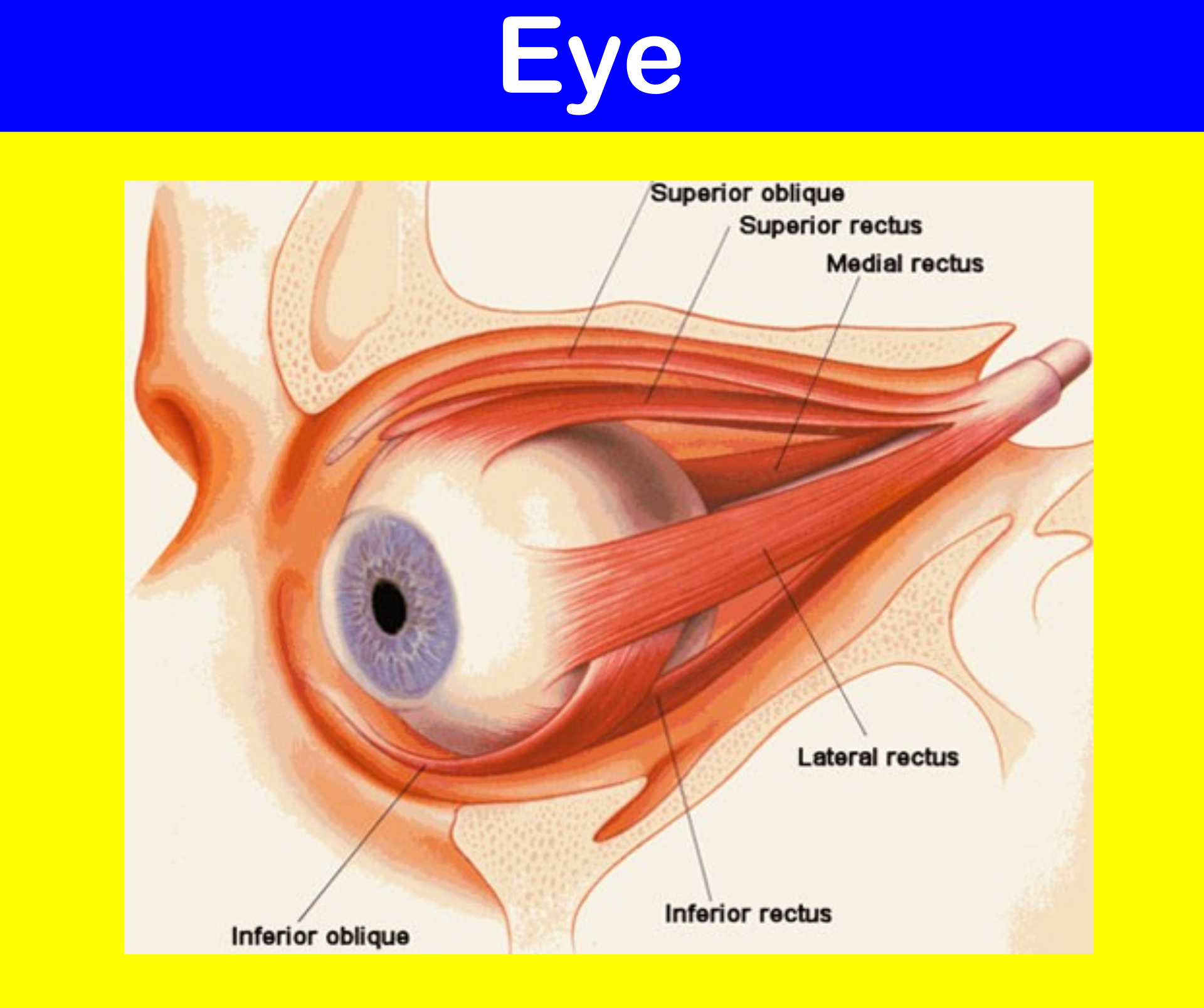 Глазное яблоко глазодвигательные мышцы. Мышцы глазного яблока анатомия функции. Глазодвигательные мышцы глаза строение. Медиальная прямая мышца глазного яблока. Места крепления глазодвигательных мышц