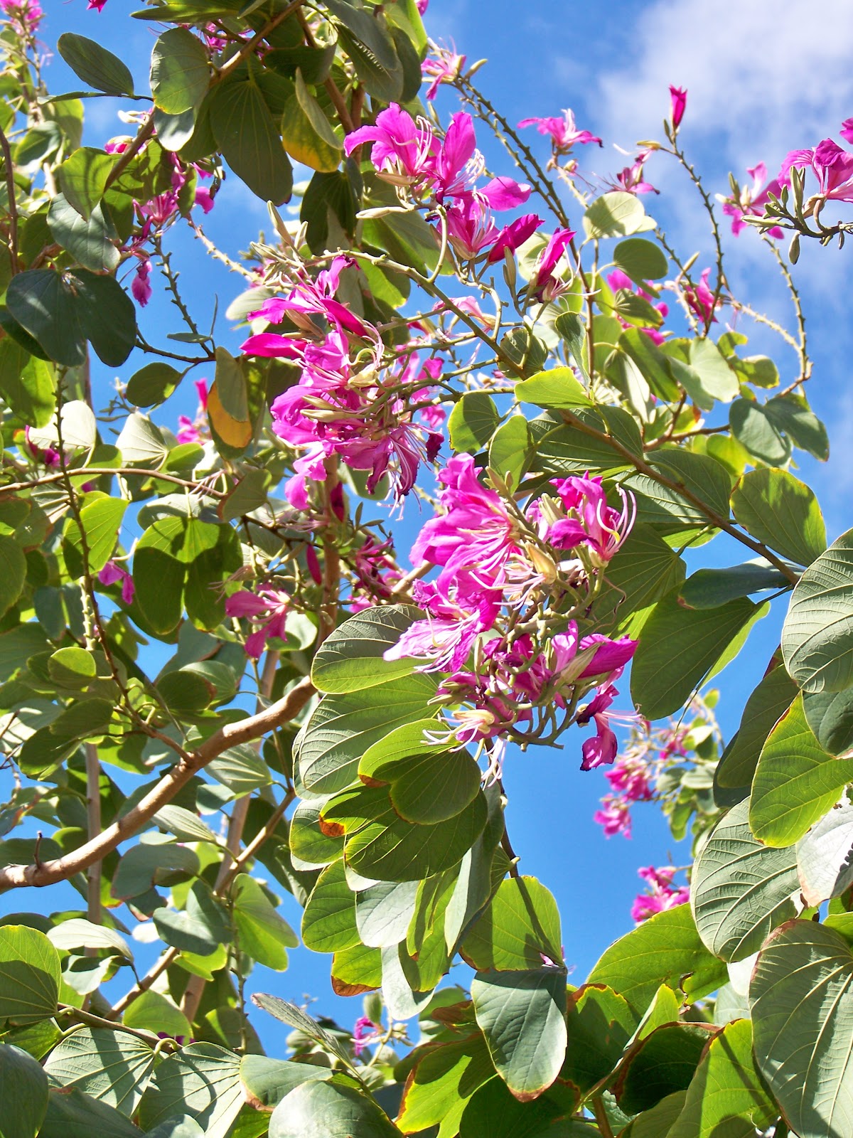 Aloha Hawaiian Flowers Photos of The Hong Kong Orchid Tree, Bauhinia