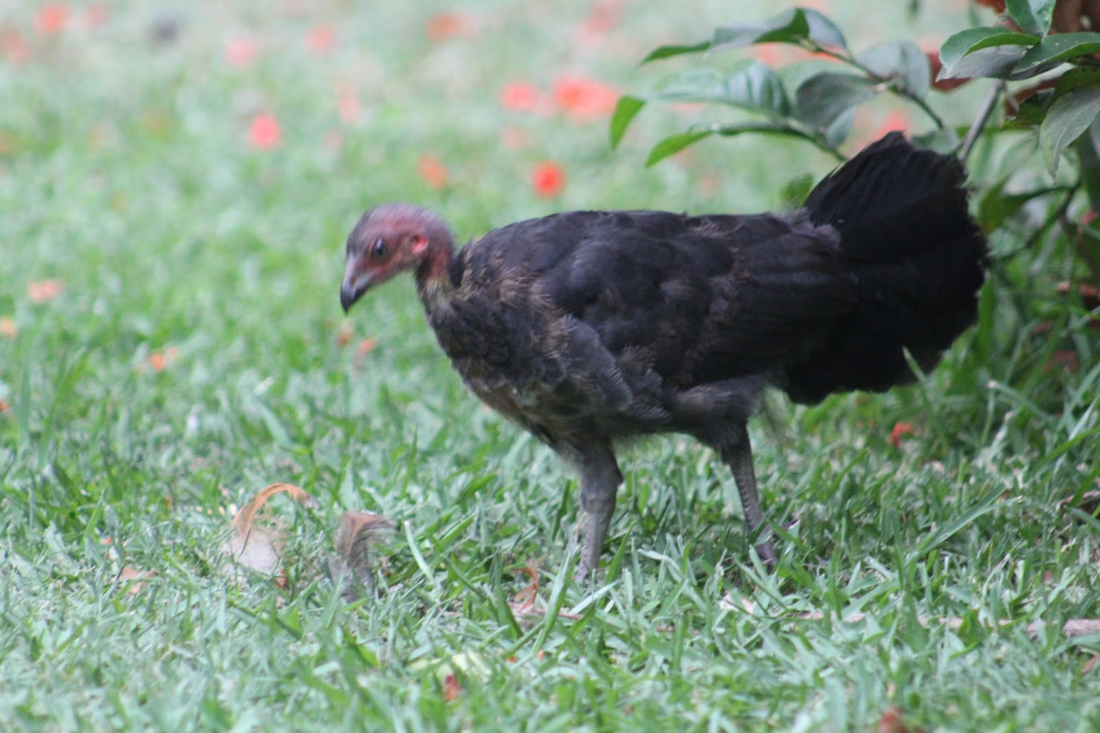 Native bush turkeys and domestic chickens our experience!