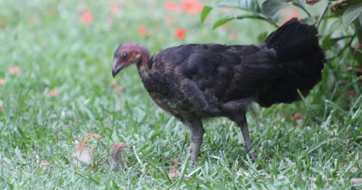 Native bush turkeys and domestic chickens our experience!