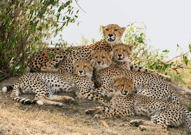 Fotosafari in Kenia. Safari miit Uwe Skrzypczak und D.M. Tours in der Masai Mara. 