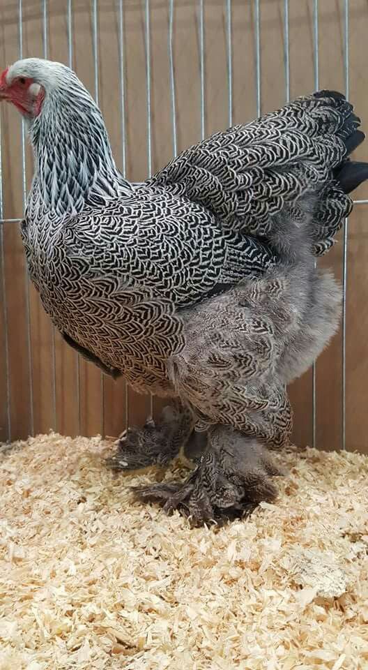 Top 10 Brahma Chicken Coop Plans Ideas Chicken Galleri