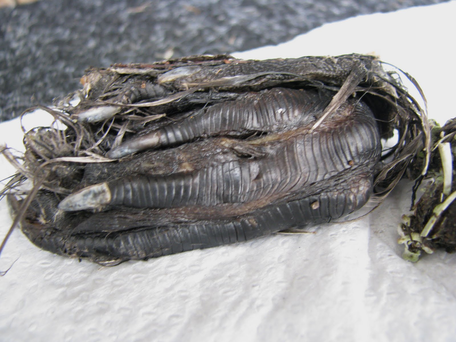 KaHolly Extraordinary Owl Pellet