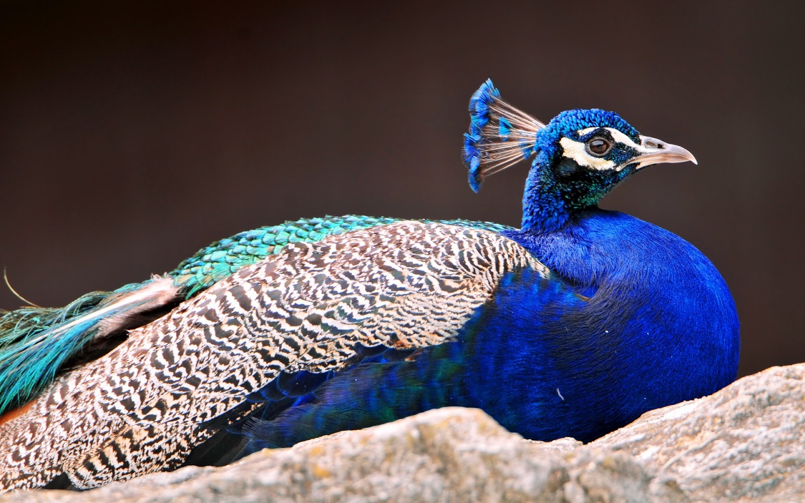 New Peacock Wallpapers Free Download Colorful Birds HD Desktop Images