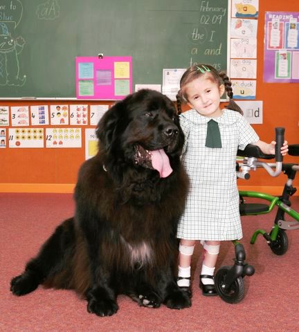 Awwwww! The Newfoundland | Brittany Geragotelis