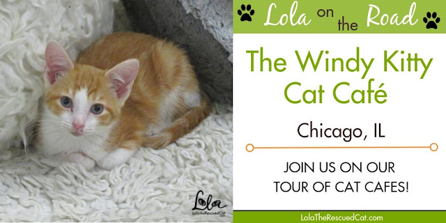 cat cafes|the windy kitty|chicago