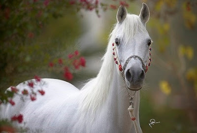 صور حصان