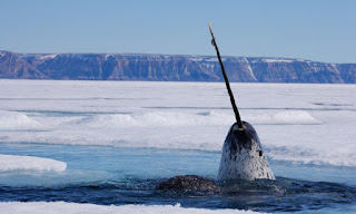 Narwhal 13