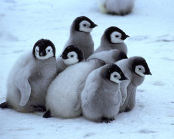 [Image: penguin1.jpg]