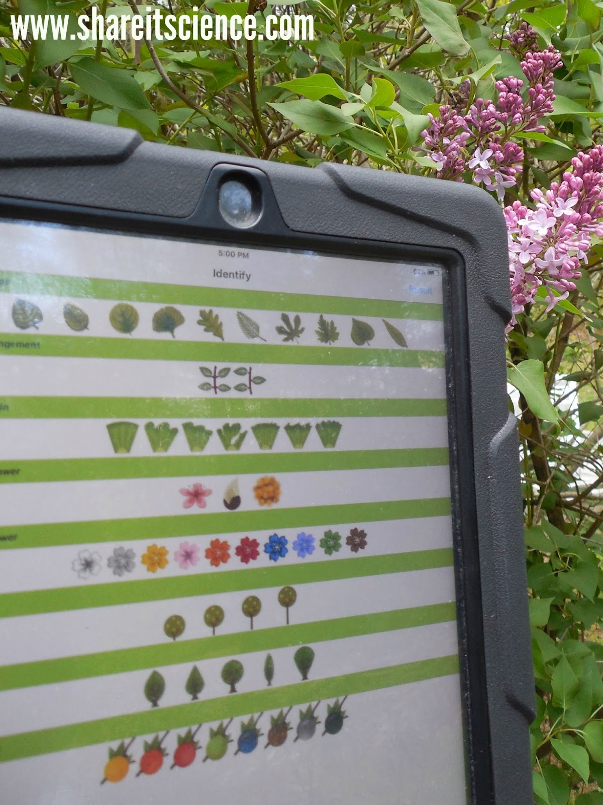 Shejunks Flowering Trees