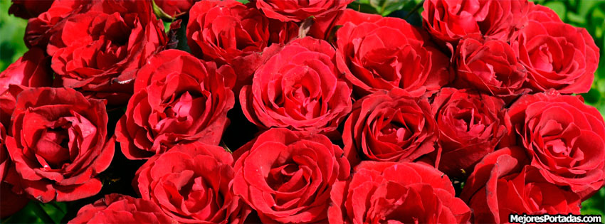 Imagenes de rosas rojas para portada de FaceBook - Imagui