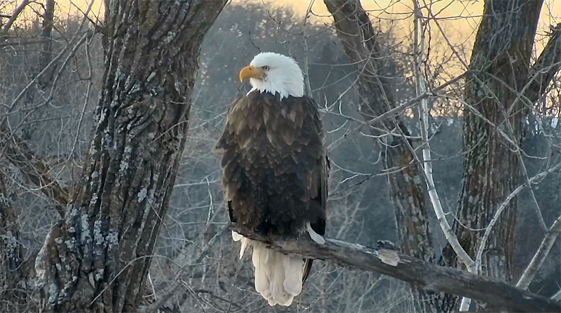 raptor resource project blog 2017 raptor resource project blog 2017