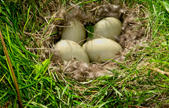 Ternyata Ini Arti Mimpi Nemu Telur Bebek Di Sawah Yang Sebenarnya