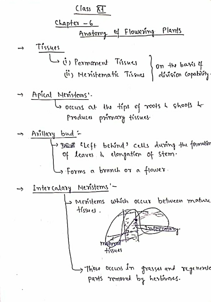 Trick About Anatomy Of Flowering Plants Neet Notes Edurev