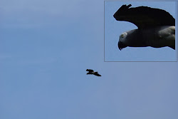 flying distant away parrot eyeing structure age grey populations readily identifiable bird still