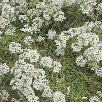 sweet alyssum, Lobularia maritima sweet alyssum, Lobularia maritima
