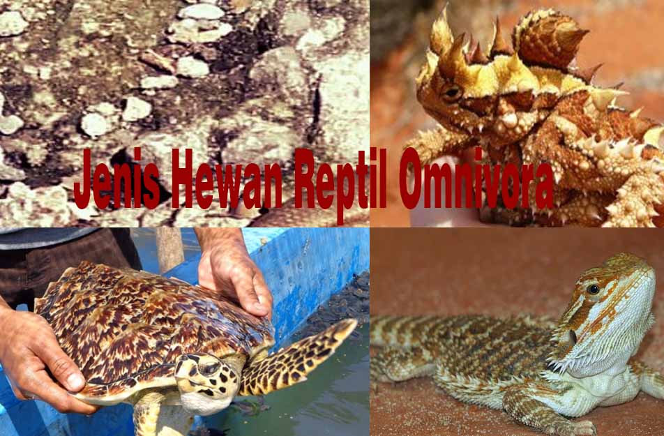  5  Jenis Hewan  Reptil Omnivora dan Penjelasannya Hewan  