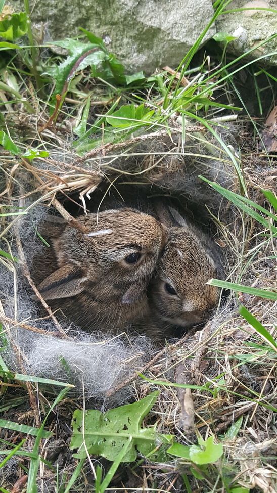 Зайчонок родившийся весной. Зайчата в лесу. Заяц с зайчонком. Заяц в лесу. Зайчата в гнезде.