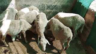 Rambouillet Sheep Advantages, Disadvantages, Temperament, Price