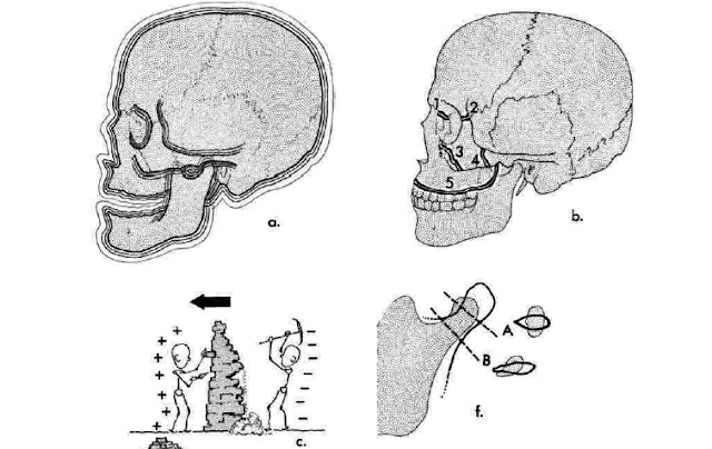 GENERAL PRINCIPLES OF GROWTH AND DEVELOPMENT l Orthodontics & teeth