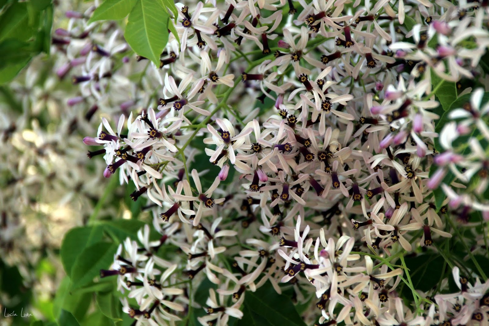 Lucía Luna blog: Melia azedarach, cinamomo, agriaz, lila, paraíso