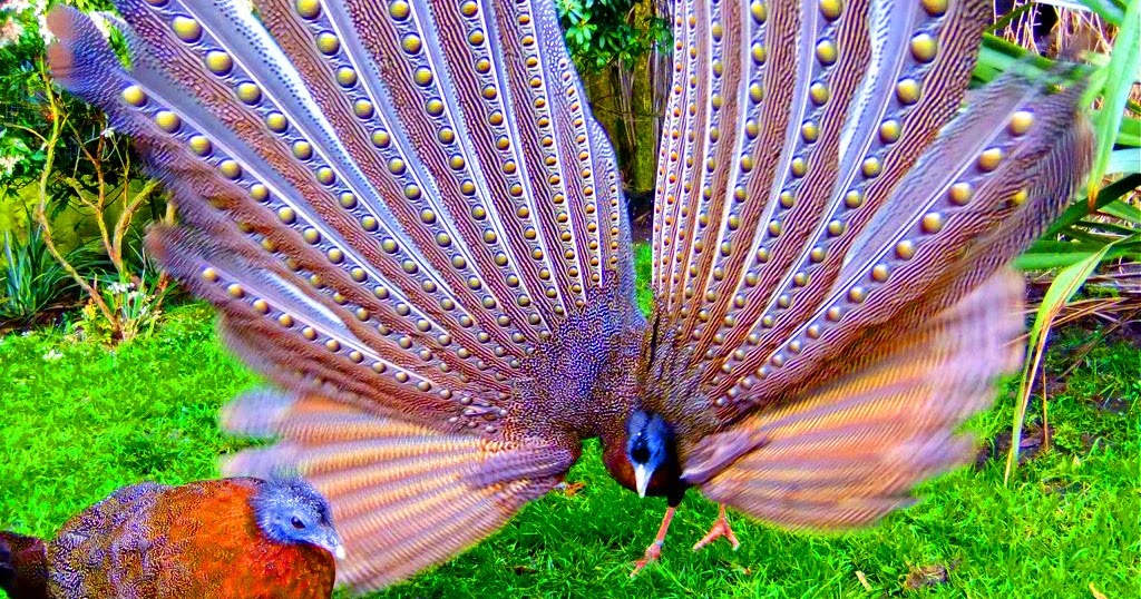 Indonesian Folklore Folklor Indonesia The Legend Of Ruai Bird