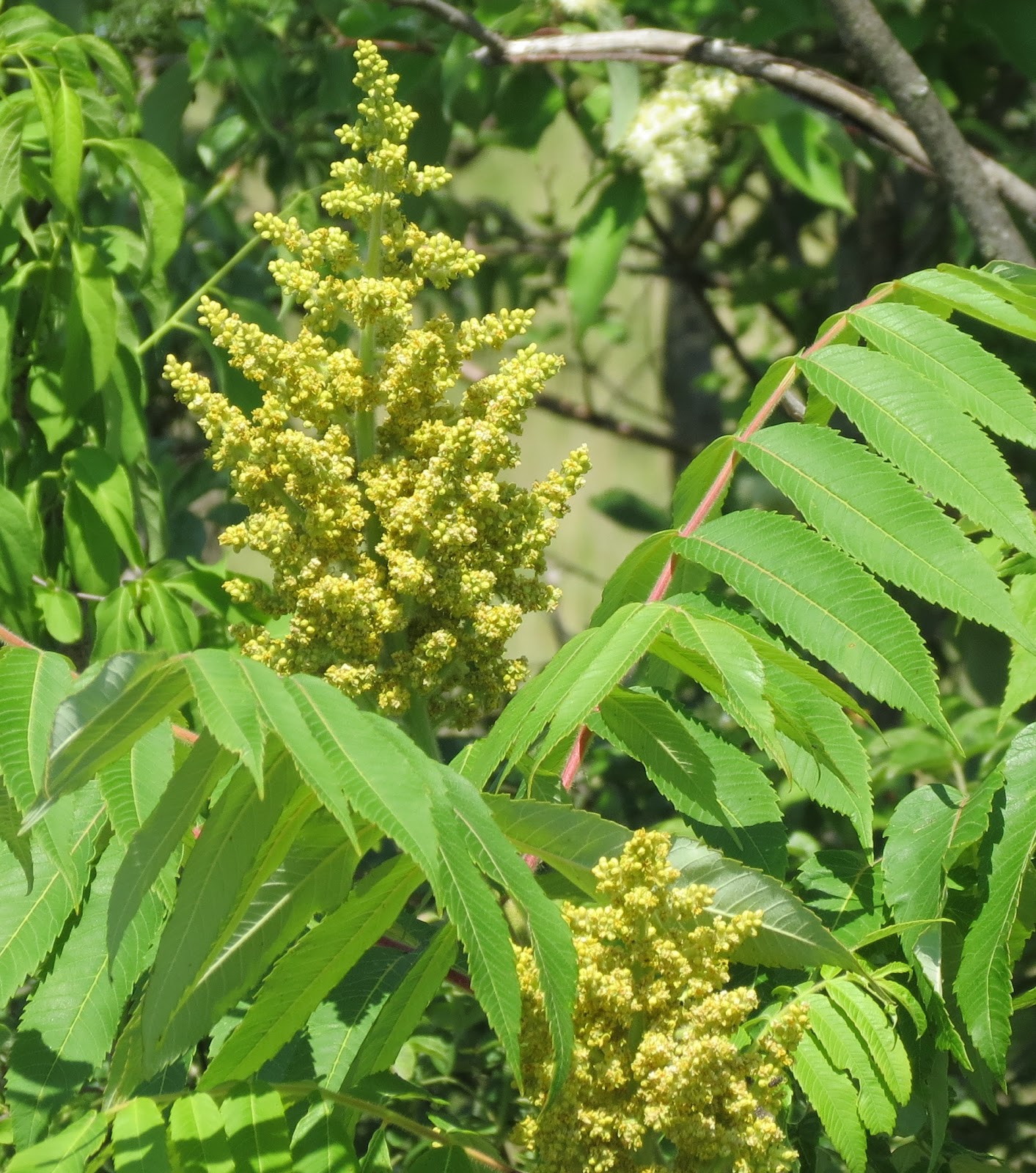Weedpicker's Journal Sorting Sumacs