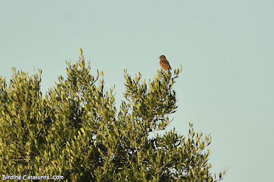 Bitxac comú (Saxicola rubicola)