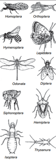 Hewan Berbuku Buku Arthropoda Segalaserbaserbi