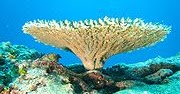 BE VEGAN, MAKE PEACE: Most coral reefs are at risk unless climate ...