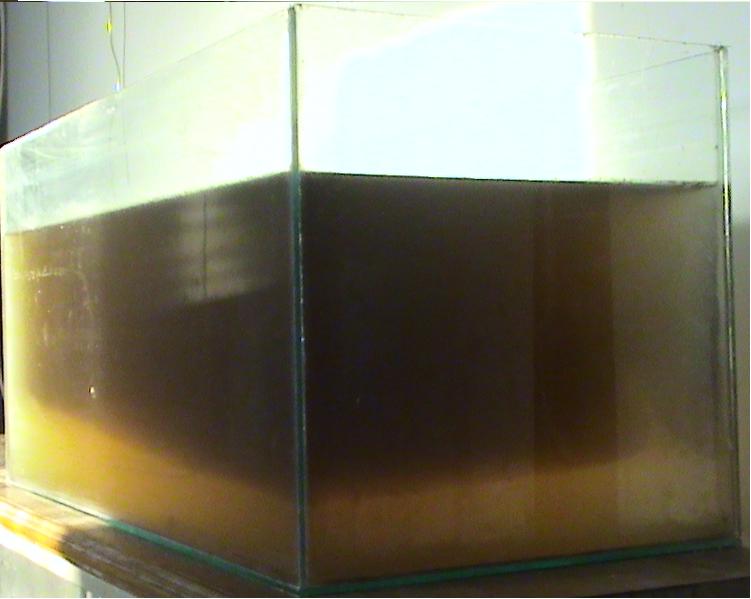 Nualgi Diatom Algae for Bioremediation and Biodiesel Diatoms in an