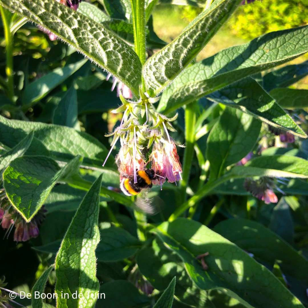 moestuin juni volkstuin zomer bloei russische smeerwortel bocking 14