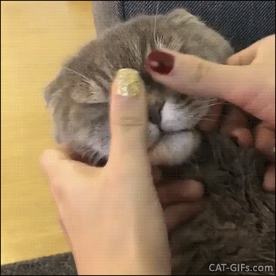 Funny Cat GIF • Girl massaging hard the face of her patient Scottish fold cat. Such funny eyes and ears Funny Cat GIF • Girl massaging hard the face of her patient Scottish fold cat. Such funny eyes and ears