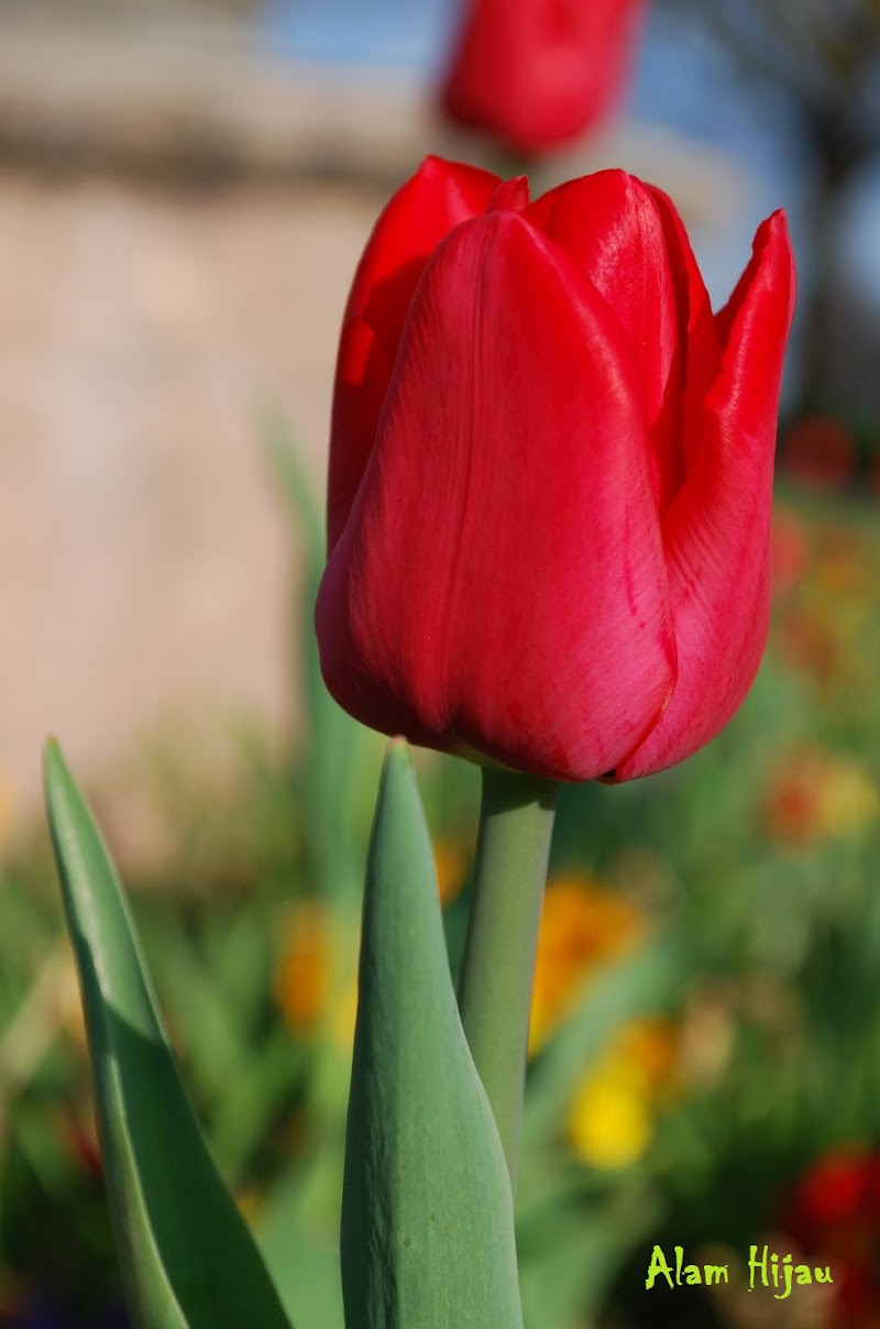 Info Spesial 18+ Gambar Bunga Tulip