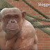 Alopecia areata or hair loss can also affect some Chimpanzees