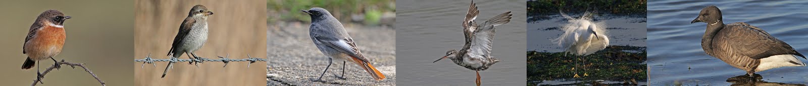 Pagham Birder