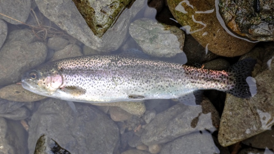 It's Tokyo Style Colorado style meets Japanese trout! Day 1