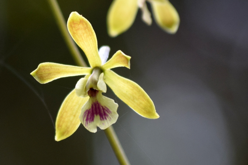 Field Notes and Photos Wild Butterfly Orchids