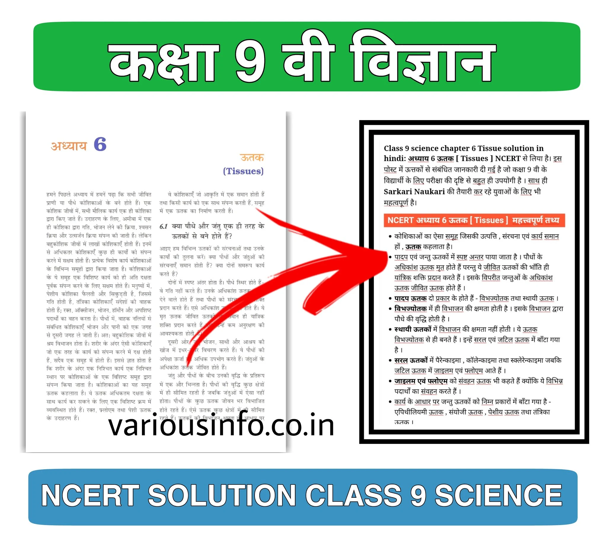 Ncert solution Class 9 Science Chapter 6 Question answer in Hindi Class 9 Science Chapter 6 Extra Questions and Answers NCERT Class 9 Science Chapter 6 PDF download , CH 6 Science Class 9 Notes PDF Q Class 9 Chapter 5 the Tissues Class 9 Worksheet with Answers 9th class Science chapter 6 , NCERT Solutions for Class 9 Science Chapter 6 in hindi solution