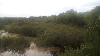 Hutan Penyebab